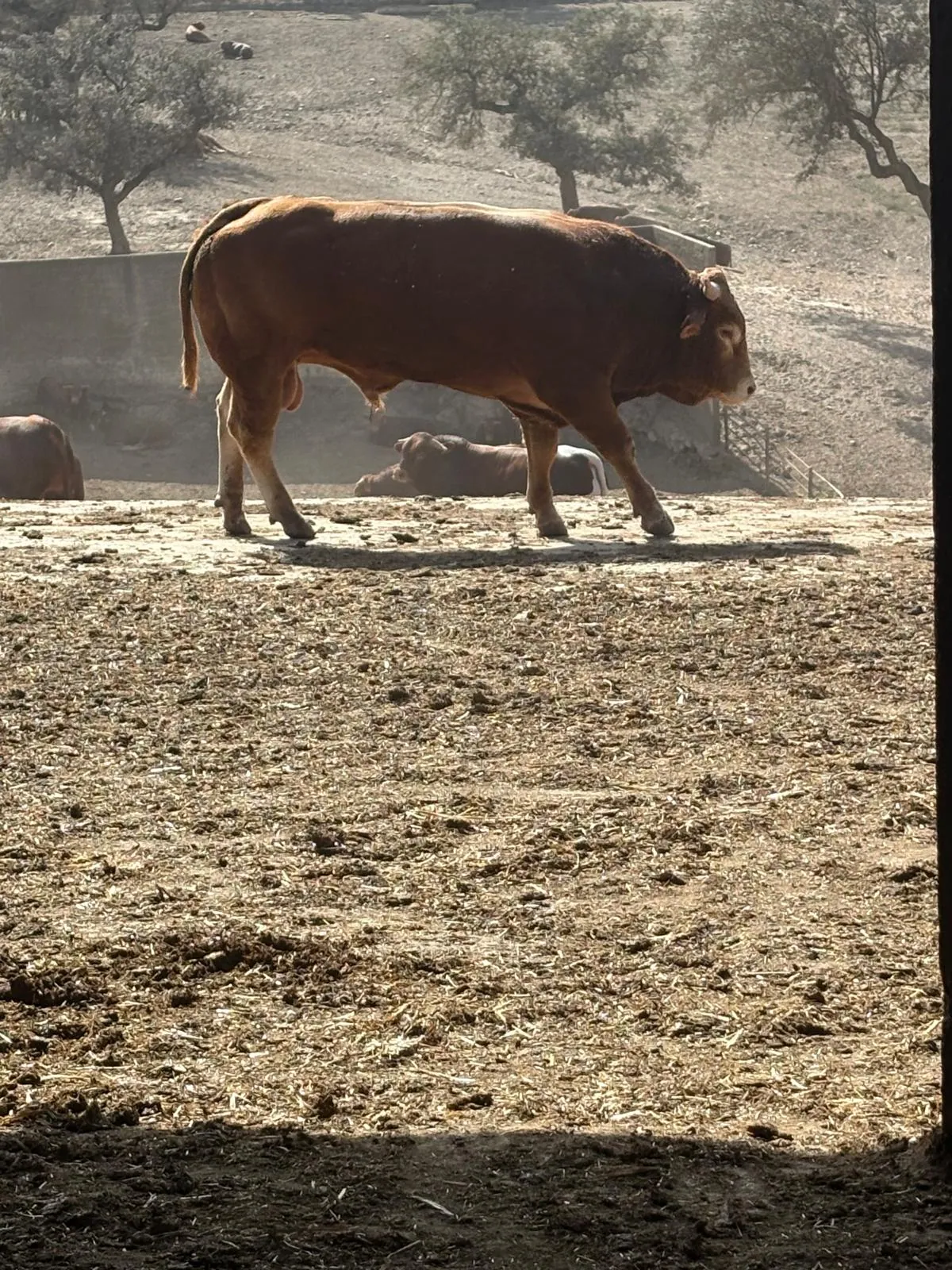 Troupeau bovin dans un enclos d’élevage