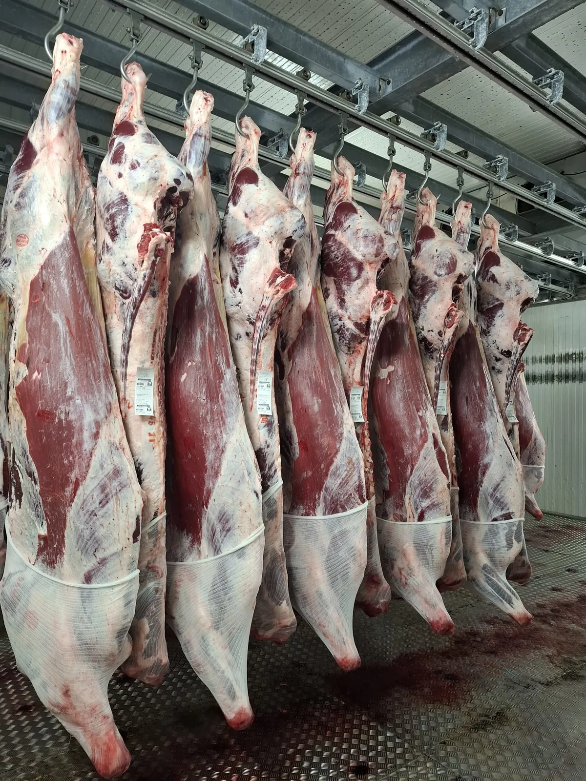 Demi-carcasses bovines suspendues en chambre froide